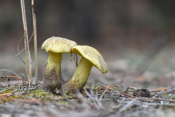 yellow mushrooms in the forest. Boletus edulis, commonly known as the penny bun or porcino