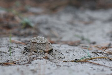mushroom under sand 