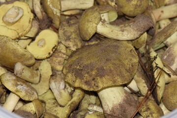 Boletus edulis, known as the king bolete or king bolete in plastic bucket closeup