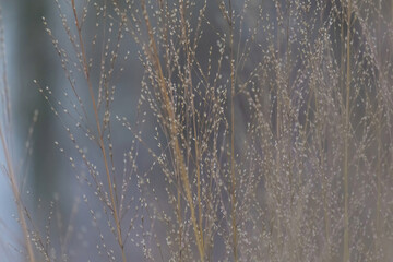 Winter background with sedge dry grass