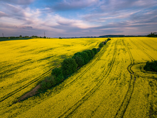 Pole rzepaku © DRONE QUEST