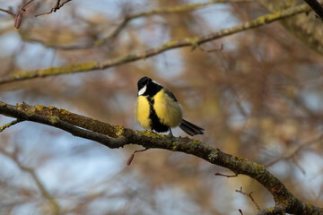 Tit bird on branch. Tit close up.