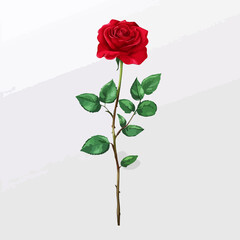 Obraz premium Beautiful Red Rose with Leaves Isolated on White Background