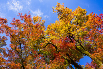 Colorful Japanese maple leaves in the sunlight in Eikando Temple Garden autumn season , Kyoto, Japan.