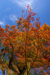 Colorful Japanese maple leaves in the sunlight in Eikando Temple Garden autumn season , Kyoto, Japan.