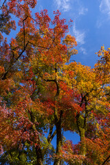 Colorful Japanese maple leaves in the sunlight in Eikando Temple Garden autumn season , Kyoto, Japan.