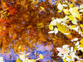 dark water of pond with floating leaves closeup