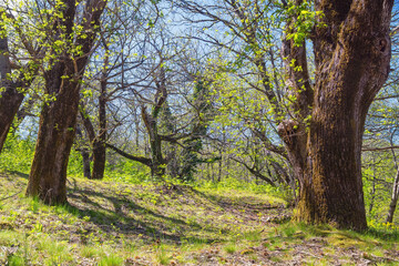 Fototapeta premium Grove of sweet chestnut trees ( Castanea sativa ) in spring. Montenegro, Bar municipality