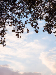 sycamore leaves and blue evening sky with clouds