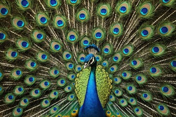 Obraz premium Beautiful feathers of male green peafowl / peacock (Pavo muticus)