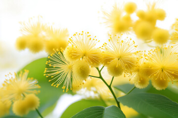 Obraz premium A blooming mimosa tree in full glory, its vibrant yellow flower clusters covering lush green branches, creating a radiant and cheerful natural display