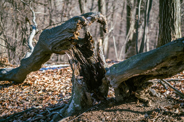 Splintered Tree Base