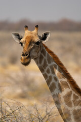 Afrikanische Tierwelt