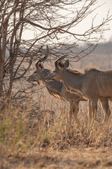 Afrikanische Tierwelt