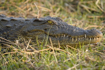Afrikanische Tierwelt