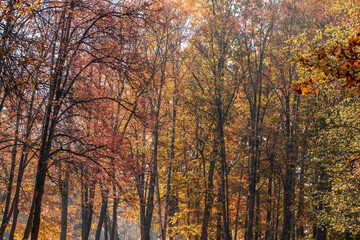 Autumn forest. Gold autumn concept. Magical autumn. Seasons