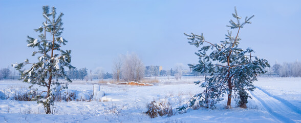 wide winter snowbound fir tree forest at the bright cold day