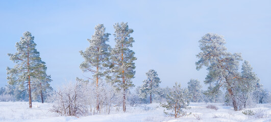 wide winter snowbound fir tree forest at the bright cold day
