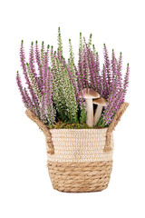 white and pink heather, calluna vulgaris, in braided flower pot with decorative mushrooms isolated on white background, Autumnal plants in pots