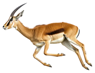 Fotobehang PNG Antelope running wildlife animal mammal. © Rawpixel.com
