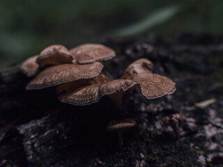 Cogumelos

