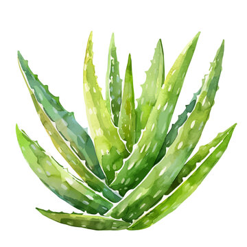 recommend clip art: A watercolor clipart of an aloe vera plant, isolated on a white background. Aloe Vera vector.
