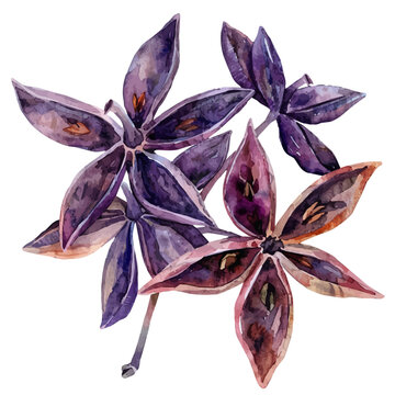 watercolor purple star anise spice clip art preview