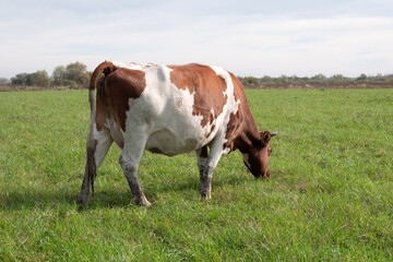 Naklejka premium Cows graze on the pasture of the farm. Agriculture. Cattle breeding.