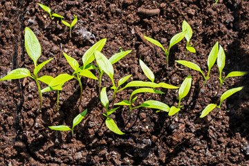 young red pepper seedlings in the ground. Growing ecological natural vegetables. Farming