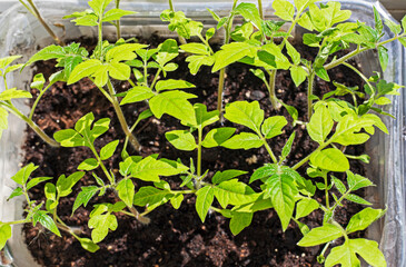 young tomato seedlings in the ground. Growing ecological natural vegetables. Farming