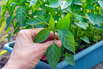 care for young pepper seedlings. Growing home vegetables. Farming