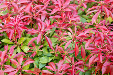 red and green leaves