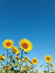Vibrant yellow sunflower field under a clear blue sky, summer day, growth