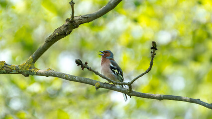 Fringilla finch sits singing on a branch, 16:9