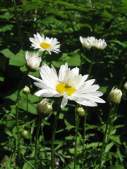 Beautiful white daisies blooming in sunlight