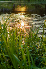 Golden sunlight reflecting on a tranquil pond with lily pads, surrounded by lush green reeds....