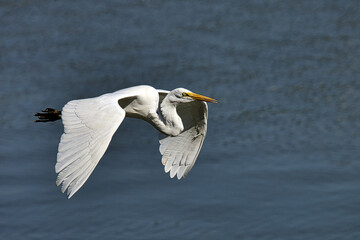 A white bird with a yellow beak flies over a body of water