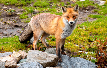 Fox in wild. red fox vulpes