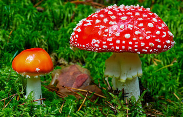 fly agaric mushroom in forest