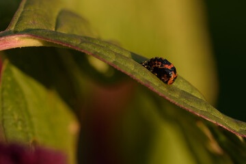 ladybug larva. aiolocaria hexaspilota