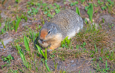 A Columbian ground squirrel chewing on Food in the Tundra