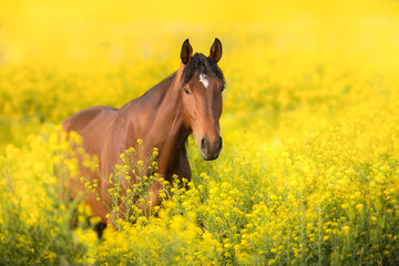 Horse portrait in yellow flowers