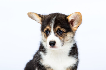 cute funny welsh corgi puppy