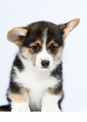cute funny welsh corgi puppy