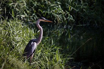 A large bird with a long neck stands in a field of tall grass