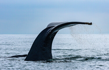 Obraz premium tail of a diving whale