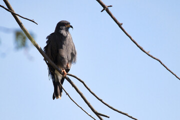 A bird is perched on a branch in the sky