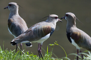 Three birds are standing on a grassy hillside