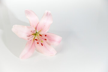 lily blossom against a white background