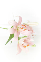 lily blossoms against a white background
